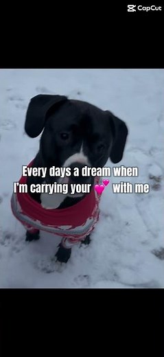 Meet Colby. My baby Pitbull!