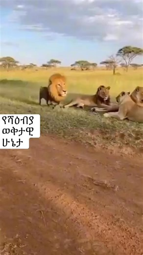 የሻዕብያ ወቅታዊ ሁኔታ ‼️ | Geez Media ግዕዝ ሚዲያ