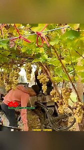 1.2K reactions · 39 shares | Luar biasa panen sangat cepat #fastharvest #vineyard #grapevine #viral #fyp | Saepul Rahman | Facebook