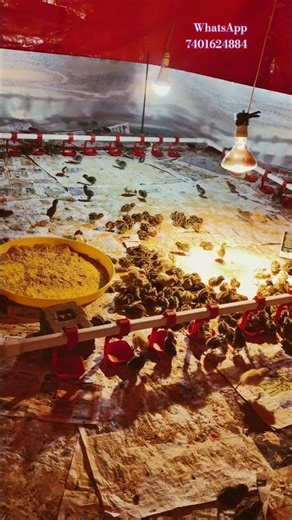 Brooding setup for chicks|Quail brooding|chennai#birds #shorts #quail