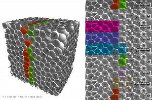 File:A-cell-based-computational-model-of-early-embryogenesis-coupling-mechanical-behaviour-and-gene-ncomms13929-s3.ogv - Wikimedia Commons