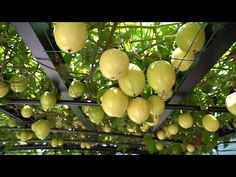Picking Yellow Passion Fruit