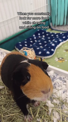 Guinea Pig Food Addicts: A Feeding Time Compilation