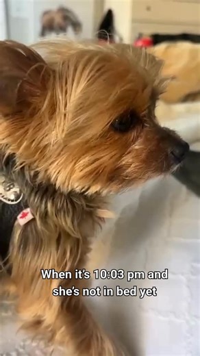 Renee Ruth on Instagram: "He doesn’t bark. He doesn’t whine. He just… stares. Like I’ve personally violated a legally binding bedtime contract we both signed at some point without my knowledge. Every night, same routine. He gets in position. Gets comfortable. Gets emotionally prepared. And then realizes I’m not there yet… and suddenly I’m the least reliable employee in this organization. No amount of explaining deadlines, emails, or “just five more minutes” changes his expectations. In his mind,