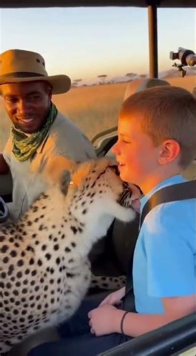 🐆 A Cheetah’s Gentle Kiss – The Most Adorable Safari Moment You’ll See This Year!