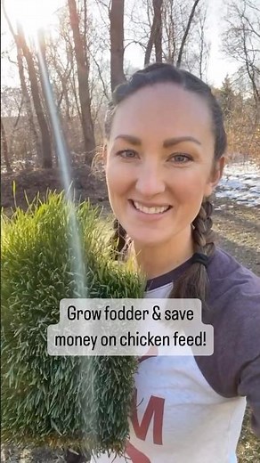 Grow fodder and save money! #fodder #backyardchickens #chickenfeed