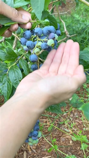 12K views · 209 reactions | Are you harvesting blueberries?𢡄 #blueberries #berries #growfood #gardening #gardeningtips #harvest #vegetablegarden | Learn To Grow | Facebook