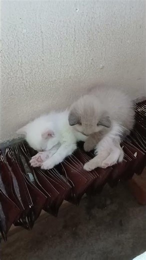 Котята греются на батарее 2 мая 2026 года.