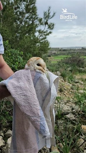 Another FKNK Barn-owl shot