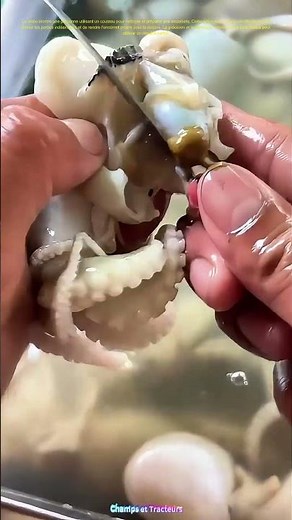 Transformation culinaire : Comment nettoyer et préparer les encornets pour une délicieuse recette ?
