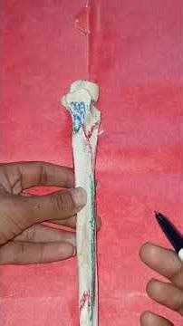 ULNA BONE ATTACHMENTS #anatomy #medicalstudent #doctor