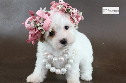 Erin - Havapoo Puppy 96E70E