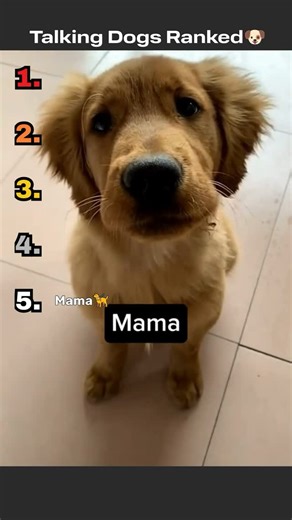 📢Viral Videos Ranked📢 on Instagram: "🐶Talking Dogs Ranked🐶 #dogs #talkingdogs #pets #viral #funny"