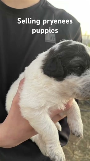 🐾 Great Pyrenees Puppies for Sale 🐾Beautiful full-breed Great Pyrenees contact: 661640-4334