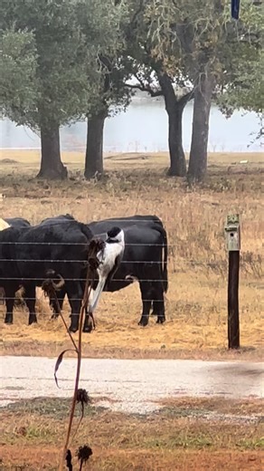 Texas Gardener Magazine on Instagram: "While some of our plants are looking a little ragged this time of year, the Carolina Chickadee reminded me again, that it is a good idea to wait to prune your spent plants as long as possible - especially natives. This little chickadee did not like me filming her, but she returned time and again to the seed heads on my native Maximillian Sunflowers. Seeds heads, berries and fruit on native plants provide food sources for local and migratory species as winte