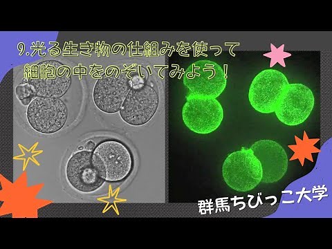 9 とっても役立つ光る生物の秘密