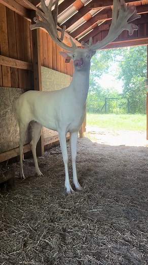 Exploring Albino Deer at Whitman Whitetails Farm