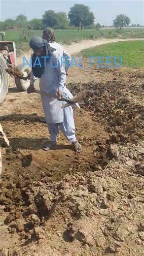 Farmer's arrange Natural fartilizer #farming