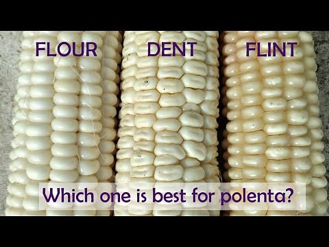 All About Flint and Flour Corn (and Instant Pot Polenta)