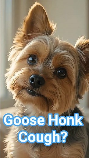 Is Your Dog Making This Scary “Goose Honk” Sound? 🛑 #trachealcollapse #goosehonk #thedogtor