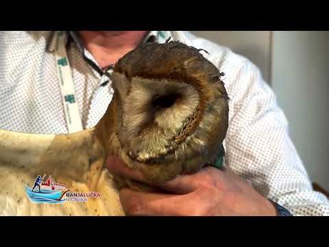 Banjalučka hronika: Dok grad raste, ptice nestaju? Draško Adamović o prirodi u betonu