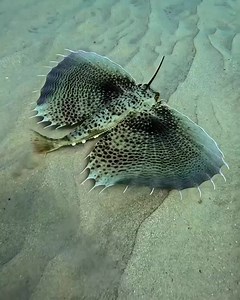 Il Dactylopterus volitans è chiamato "volante" perché ha pinne pettorali molto ampie che somigliano ad ali e lo aiutano a "scivolare" nell'acqua, dando l'impressione che voli. Non è in grado di volare fuori dall'acqua come alcuni altri pesci volanti, ma le sue pinne gli conferiscono un movimento particolarmente aggraziato. | Massimiliano Fanni Canelles