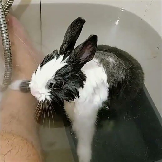 Bathing#bunny #rabbit #dailyvlog #mybunny #cute #pets #cuteanimals #animals