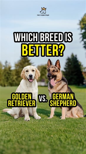 German Shepherds or Golden Retrievers? People ask this all the time, but the real answer depends on you. Golden Retrievers are usually the better fit for most families: friendly, stable, versatile, and incredible with kids. German Shepherds shine when you want protection, structure, and a dog built for higher-level training or working roles. Goldens dominate field work and retrieving. Shepherds dominate guarding, obedience, and reliability under pressure. Both amazing, just built for different j