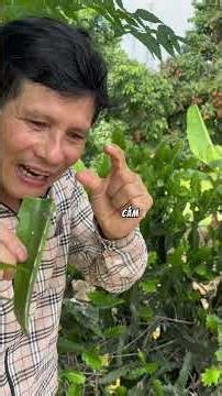Cây xương rồng hỗ trợ đau nhức xương khớp, thoát vị đĩa đệm, xẹp đĩa đệm