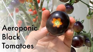 2.7K views · 81 reactions | Black tomatoes grow abundantly and...