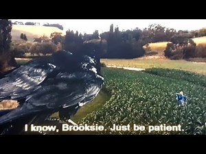 crows got to get some corn scene