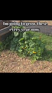 Space master bush cucumbers #cucumber #gardening | Virginia Harvey