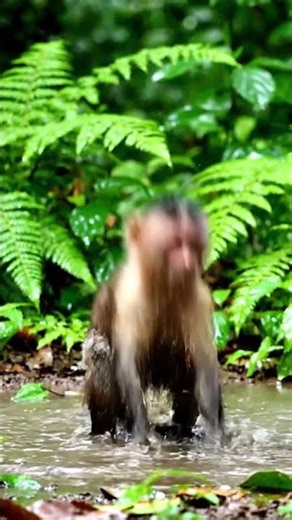 Capuchin monkeys happily play in the mud#monkey #edit #fruit #wildlife #foryou #cute #funny #short