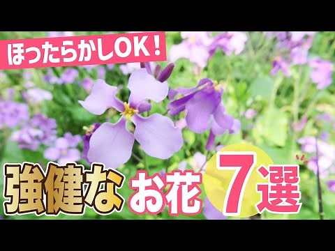 Leave it alone! Easy to grow! 7 hardy flowers