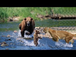 THE POWER OF THE BEAR - Mother Bear Fights Puma to Save Her Cub in Dramatic Video