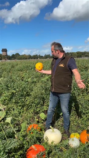 2.4K views · 207 reactions | ✨ The Pumpkin Picking Adventure at...