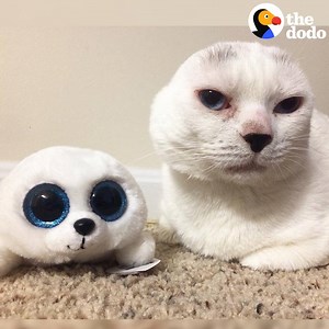6.3M views · 23K shares | This cat had to have his ears removed, but his mom still thinks he's PERFECT. | The Dodo | Facebook