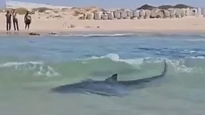 Chilling footage shows shark surrounding children before dragging away swimmer