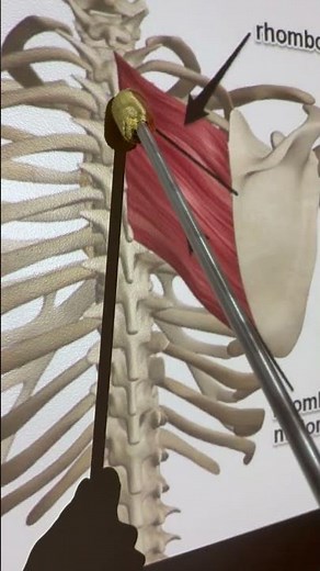 Rhomboid Major #anatomy #kinesiology