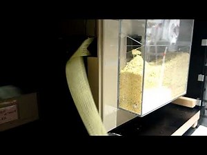 Lochstreifen stanzen