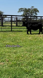 30K views · 339 reactions | It’s a little crazy at the barn right...