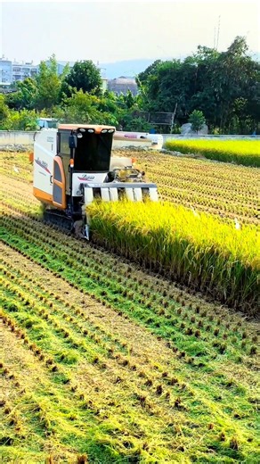 Iseki head feed combine harvester 🌾 #shorts #iseki #combineharvester