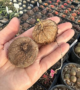 Rare Succulents, Stephania Erecta Bulb Only 1", Live Plant - Etsy