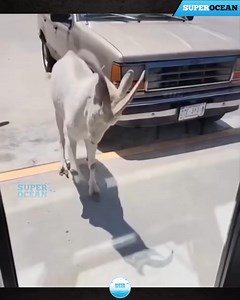 3K views · 38 reactions | 88Most Unbelievable Animal Moments Ever Caught On Camera | 퐌퐀퐔퐋퐀퐍퐀 퐑퐔퐇 퐔퐋 퐀퐌퐄퐄퐍 | Facebook