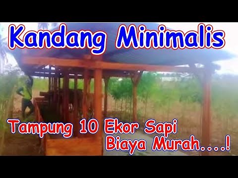 kandang minimalis ternak sapi bali pejantan