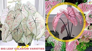 14 vibrant big leaf caladium varieties to brighten your space