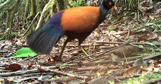 ‘Like Finding a Unicorn’: Researchers Rediscover the Black-Naped Pheasant-Pigeon, a Bird Lost to Science for 140 Years