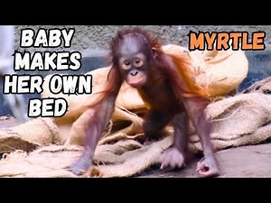 Baby Orangutan Makes Her Bed And Gets Kisses From Mom!