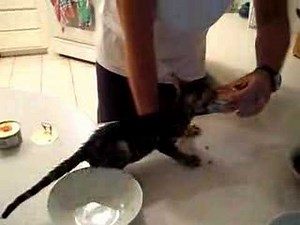 Hungry Bengal Kitten says "NO!"