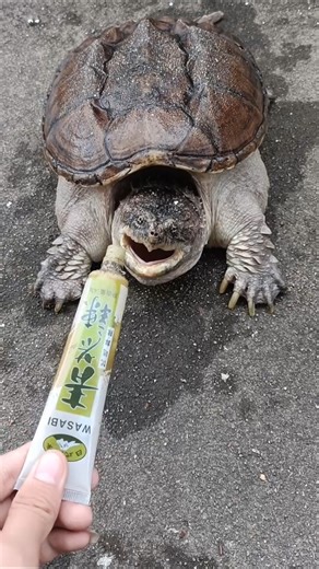 Angry tortoise 😀#animals #cute #wildlife #viral